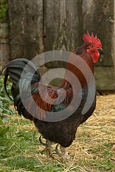 Cockerel Free Range On Farm