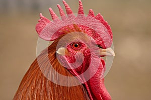 Cockerel head