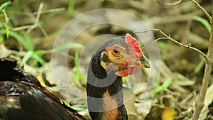 Cockerel Head Shot Static Chicken Bird Free Range