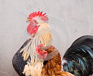 Cockerel and hen