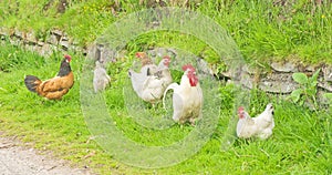 Cockerel and hens ; free range. photo