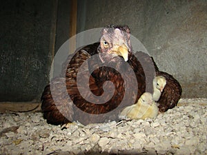 Cockfight Chicken family Hen sitting on her chick providing care and safety for her offspring Mother looking at her newborn animal