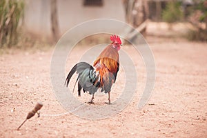 Cockfight on the ground