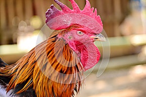 Cockfighting is a game of fighting two chickens in an arena until one of the chickens runs away or loses