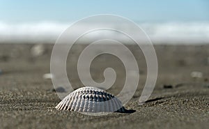 Cockle  clam shell on a sand beach in Westport