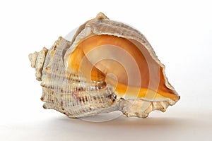 Cockle-shell