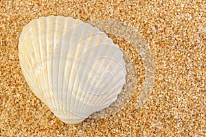 Cockle Shell on Coarse Sand