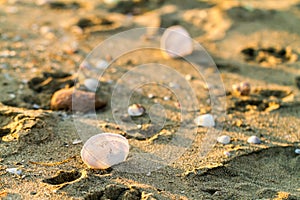 Cockle shell on a sandy tropical beach