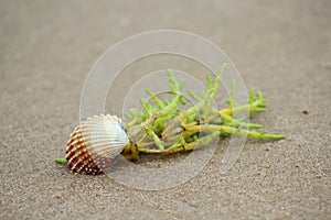 Cockle Shell and Seaweed