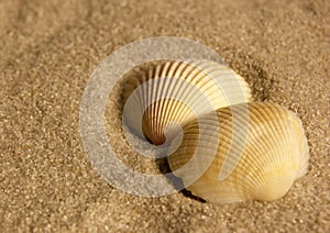 Cockle shells