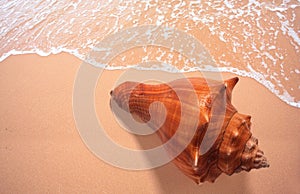 Cockle shells on beach