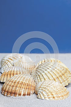 Cockle Shells on sand