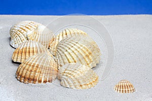 Cockle Shells on sand