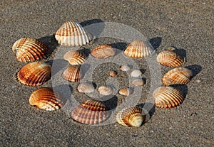 Cockle type shells of various sizes that form a spiral on the beach