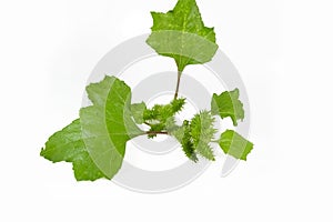 Cocklebur isolated on white background, Seeds are medicinal.