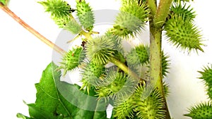 Cocklebur xanthium artgal banokra fruits close up