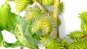 Cocklebur xanthium artgal banokra fruits stock