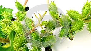 Cocklebur xanthium artgal fruits close up