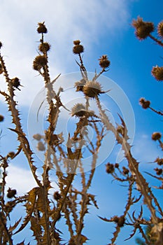 Cockleburs and blue sky