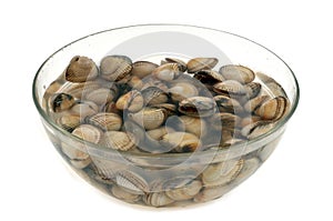Cockles disgorging in a salad bowl close-up on a white background