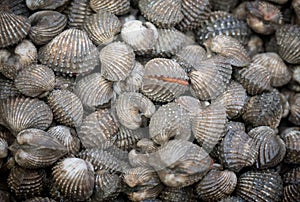Cockles display for sale at seafood market