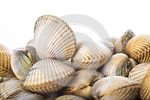 Cockles isolated on a white background