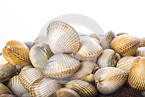 Cockles isolated on a white background