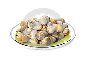 Cockles isolated on a white background