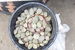 Cockles, known generally as kinhason, for sale at a public seafood market in the Philippines