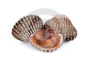 cockles seafood isolated on white