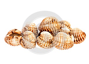Cockles on white