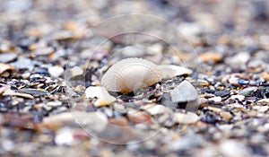 Cockleshell on beach.