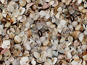 Cockleshell beach surface seashell