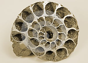 Cockleshell (fossil)