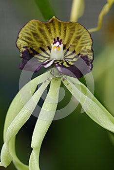 Cockleshell Orchid