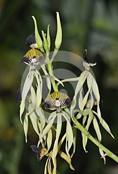 Cockleshell Orchid