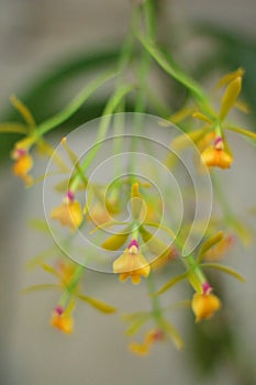 Cockleshell orchids