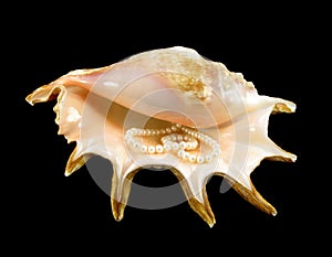 Cockleshell with pearls