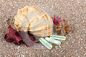 Cockleshell on sand