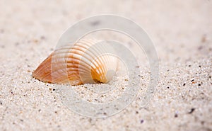Cockleshell on a sand of beach