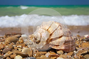 Cockleshell on the sea shore