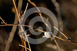 Cockleshell on a wood branch with selective focused on the blur