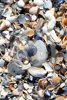 Cockleshells