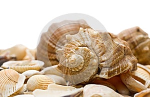 Cockleshells