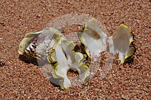 Cockleshells on a beach