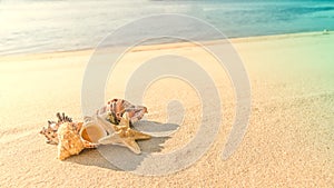 Cockleshells lie ashore sea