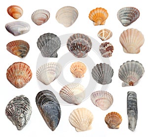 Cockleshells on a white background