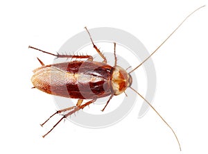 Cockroach