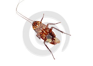 Cockroach