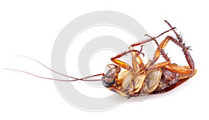 Cockroach